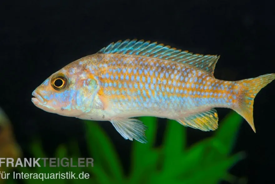 Perle von Likoma, Melanochromis joanjohnsonae