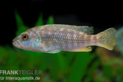 Perle von Likoma, Melanochromis joanjohnsonae