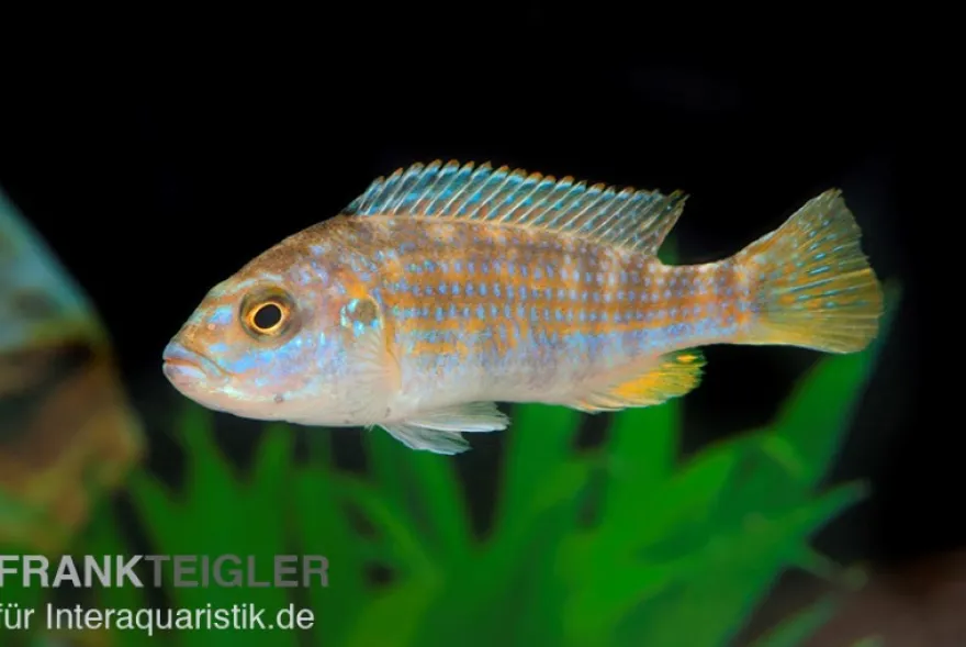 Perle von Likoma, Melanochromis joanjohnsonae