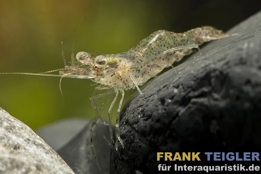 Perlgarnele, Arachnochium kulsiense