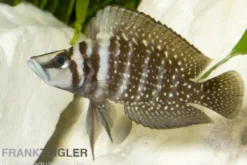 Perlhuhnbarsch, Altolamprologus calvus BLACK