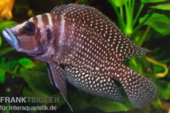 Perlhuhnbarsch, Altolamprologus calvus BLACK
