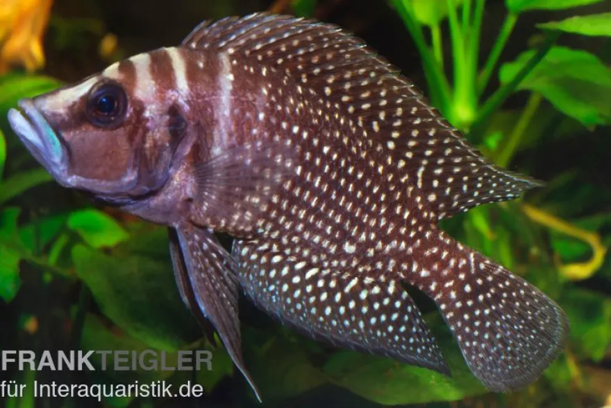Perlhuhnbarsch, Altolamprologus calvus BLACK
