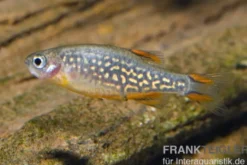 Perlhuhnbärbling, Danio margaritatus (Minifisch)