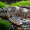 Perlhuhn-Harnischwels, L262, Hypancistrus sp., 4-5 cm