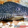 Perlhuhnwels, Synodontis angelicus, 8-10 cm