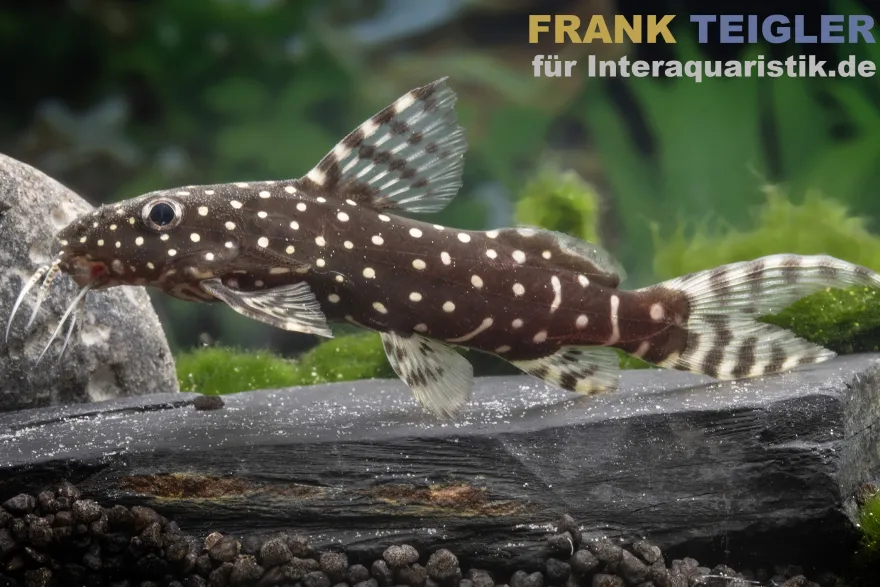 Perlhuhnwels, Synodontis angelicus, 8-10 cm