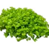 Perlkraut, Hemianthus callitrichoides, HCC, im Topf