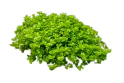 Perlkraut, Hemianthus callitrichoides, HCC, im Topf
