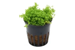 Perlkraut, Hemianthus callitrichoides, HCC, im Topf
