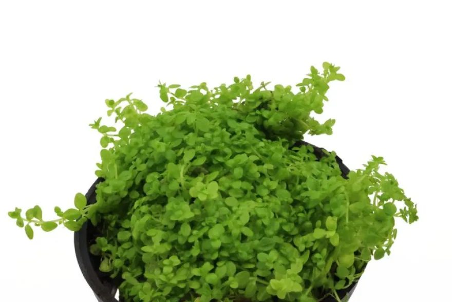 Perlkraut, Hemianthus callitrichoides, HCC, im Topf