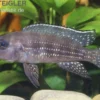 Perllinien-Tanganjikabuntbarsch, Neolamprologus tetracanthus