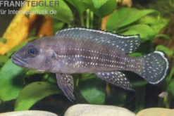 Perllinien-Tanganjikabuntbarsch, Neolamprologus tetracanthus