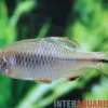 Perlmuschelfisch, Paratanakia himantegus (Warmwasser & Kaltwasser)