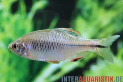Perlmuschelfisch, Paratanakia himantegus (Warmwasser & Kaltwasser)