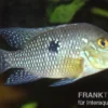 Perlmutt-Erdfresser, Geophagus brasiliensis
