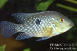Perlmutt-Erdfresser, Geophagus brasiliensis