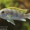 Perlmutt-Labidochromis, Labidochromis spec. Perlmutt, DNZ