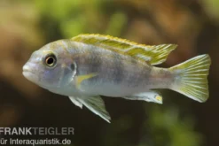 Perlmutt-Labidochromis, Labidochromis spec. Perlmutt, DNZ