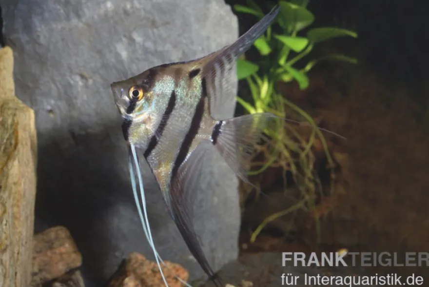 Peru-Altum-Skalar, Pterophyllum cf. scalare peruensis
