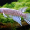 Peruanischer Fächerkärpfling, Pterolebias peruensis