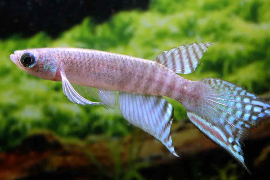 Peruanischer Fächerkärpfling, Pterolebias peruensis