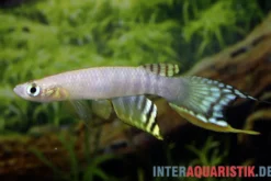 Peruanischer Fächerkärpfling, Pterolebias peruensis