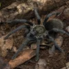 Peruanische Samtvogelspinne, Thrixopelma pruriens