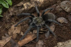Peruanische Samtvogelspinne, Thrixopelma pruriens