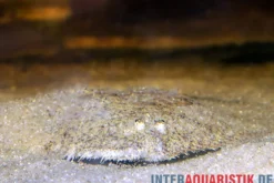 Peru-Süßwasserflunder, Hypoclinemus mentalis, 10-12 cm
