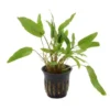 Petchs Wasserkelch, Cryptocoryne beckettii var. "Petchii", im Topf