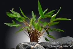 Petchs Wasserkelch, Cryptocoryne beckettii var.