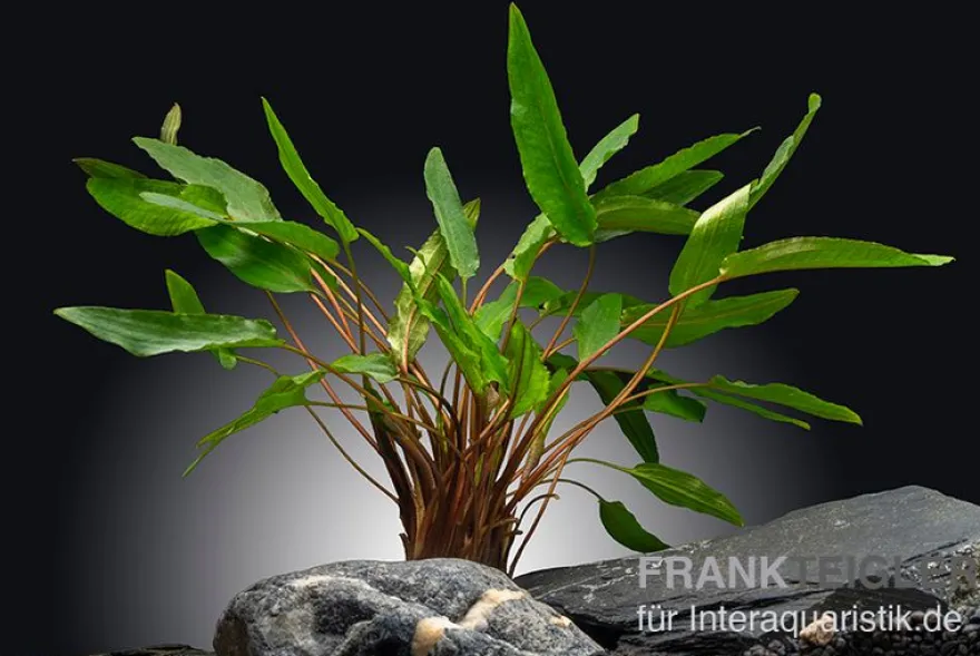 Petchs Wasserkelch, Cryptocoryne beckettii var. "Petchii", im Topf