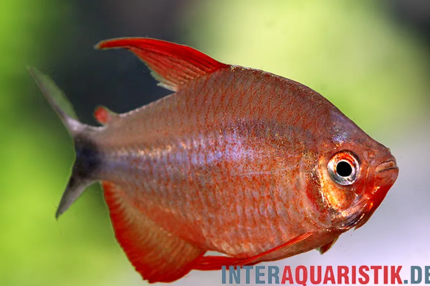 Peugeot-Salmler, Hyphessobrycon peugeotorum