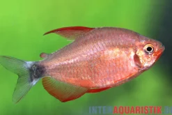 Peugeot-Salmler, Hyphessobrycon peugeotorum