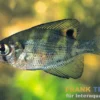 Pfauenaugenbarsch, Centrarchus macropterus 10-15 cm (Kaltwasser)