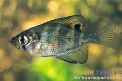 Pfauenaugenbarsch, Centrarchus macropterus 10-15 cm (Kaltwasser)