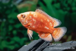 Pfauenaugenbuntbarsch "Albino Red Nemo", Astronotus ocellatus