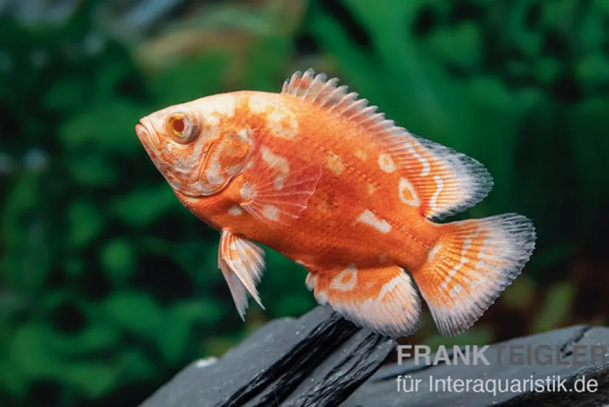 Pfauenaugenbuntbarsch "Albino Red Nemo", Astronotus ocellatus