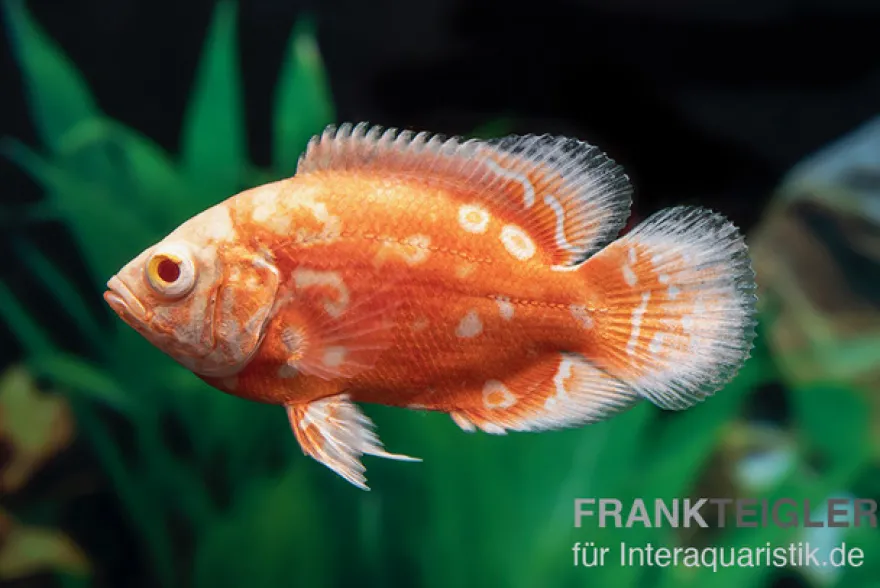 Pfauenaugenbuntbarsch "Albino Red Nemo", Astronotus ocellatus