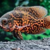 Pfauenaugenbuntbarsch "Black Tiger", Astronotus ocellatus