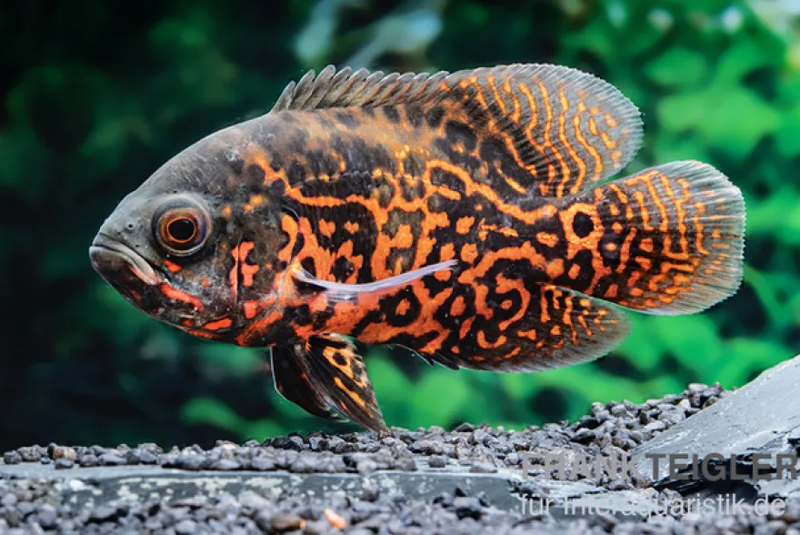 Pfauenaugenbuntbarsch "Black Tiger", Astronotus ocellatus