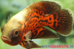 Pfauenaugenbuntbarsch "Black Tiger", Astronotus ocellatus