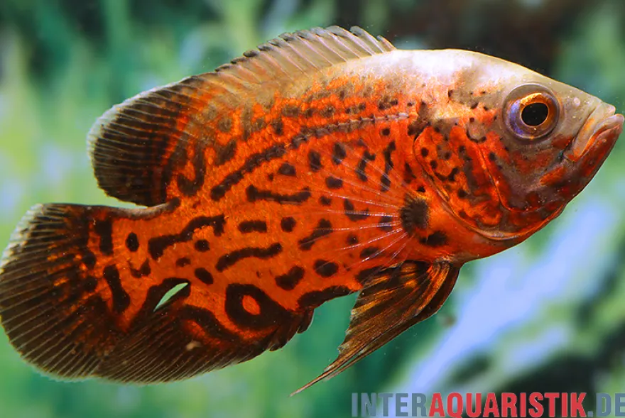 Pfauenaugenbuntbarsch "Black Tiger", Astronotus ocellatus
