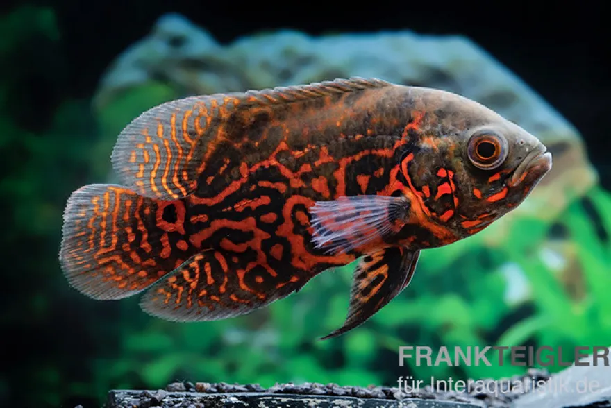 Pfauenaugenbuntbarsch "Black Tiger", Astronotus ocellatus