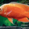 Pfauenaugenbuntbarsch "Red Chili", Chili Oscar, Astronotus ocellatus, 6-8 cm