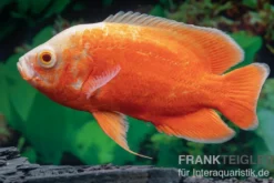 Pfauenaugenbuntbarsch "Red Chili", Chili Oscar, Astronotus ocellatus, 6-8 cm