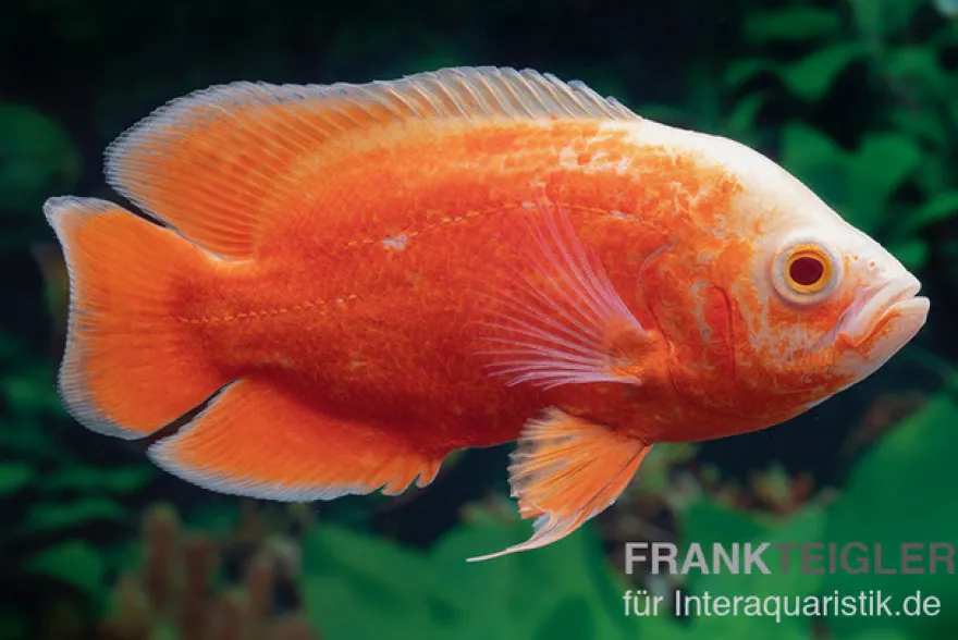 Pfauenaugenbuntbarsch "Red Chili", Chili Oscar, Astronotus ocellatus, 6-8 cm