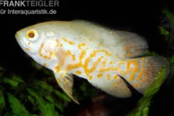 Pfauenaugenbuntbarsch, Roter Tiger Albino Oscar, Astronotus ocellatus Red Tiger albino