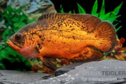 Pfauenaugenbuntbarsch "Smooth Red", Astronotus ocellatus "Smooth Red"
